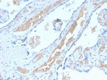 SPTA1 Antibody / Spectrin alpha 1