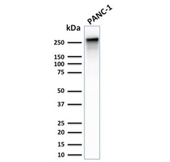 SPTBN2 Antibody / Spectrin beta III