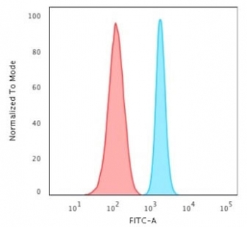 SPTBN2 Antibody / Spectrin beta III