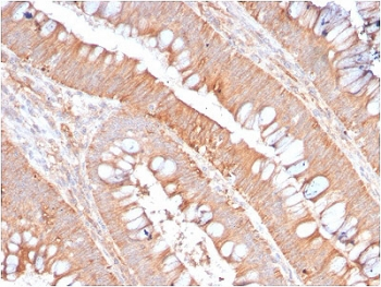 CD59 Antibody