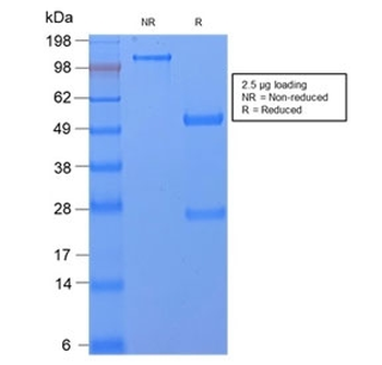 CD59 Antibody