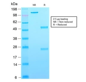 CD63 Antibody / LAMP-3