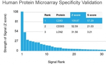 CD63 Antibody / LAMP-3