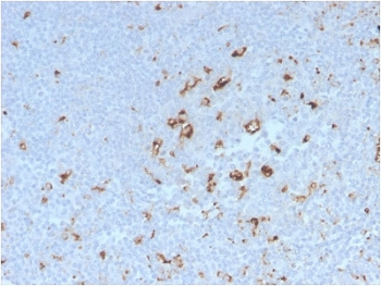 CD68 Antibody