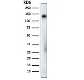 CD68 Antibody
