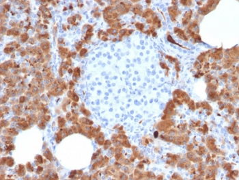 Carboxypeptidase A1 Antibody / CPA1