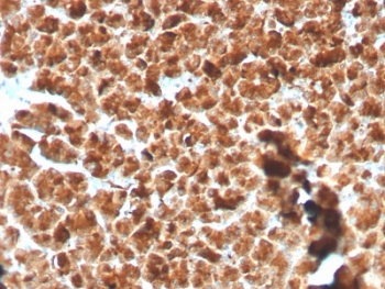 Glycoprotein 2 Antibody / GP2 / ZAP75
