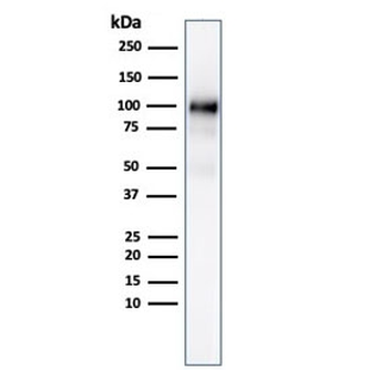 Glycoprotein 2 Antibody / GP2 / ZAP75