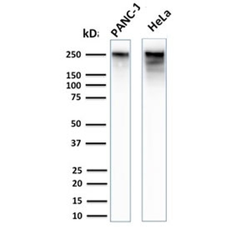 SPTBN2 Antibody / Spectrin beta III
