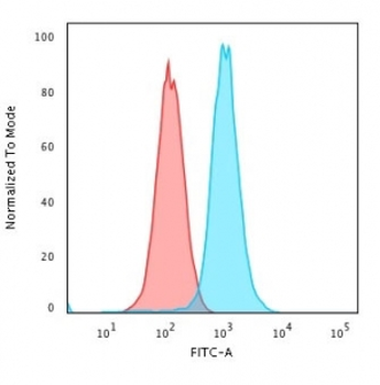 RAD51 Antibody
