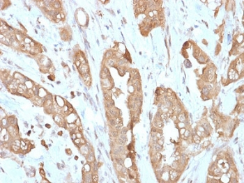 Villin Antibody