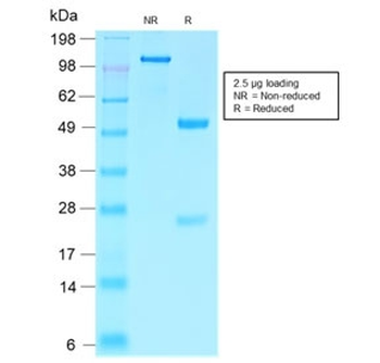 Villin Antibody