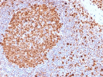 MCM7 Antibody