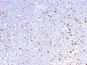 MCM7 Antibody