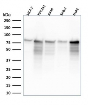 MCM7 Antibody