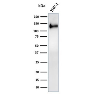 CD31 Antibody / PECAM-1
