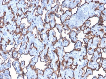 CD31 Antibody / PECAM-1