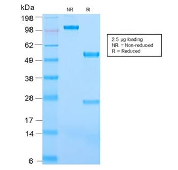 CD31 Antibody / PECAM-1