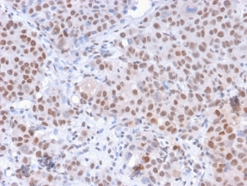 Phospho-RNA polymerase II Antibody (pS5) / POLR2A