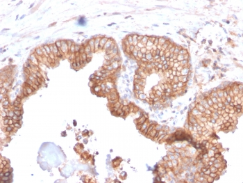 CD47 Antibody / IAP / Integrin Associated Protein