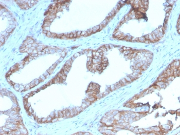 CD47 Antibody / IAP / Integrin Associated Protein