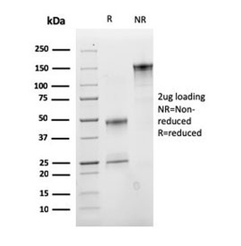 CD47 Antibody / IAP / Integrin Associated Protein
