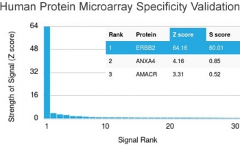 HER2 Antibody / ErbB2