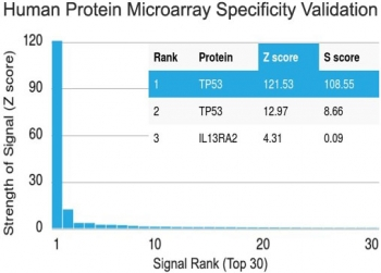p53 Antibody (C-Terminal Region)