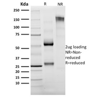 Granzyme B Antibody