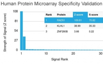 RAD51 Antibody
