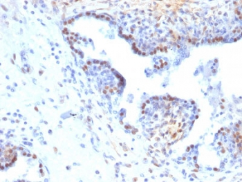 RAD51 Antibody