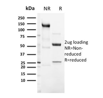 CD3 epsilon Antibody