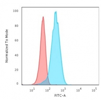 PGP9.5 / UchL1 Antibody