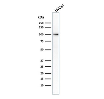 FOLH1 Antibody / Folate Hydrolase 1