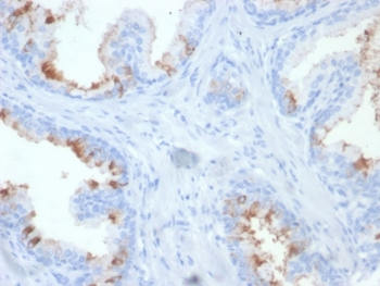 FOLH1 Antibody / Folate Hydrolase 1