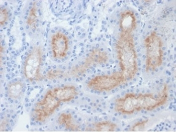 FOLH1 Antibody / Folate Hydrolase 1
