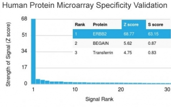 HER2 Antibody / ErbB2