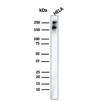 SPTBN2 Antibody / Spectrin beta III