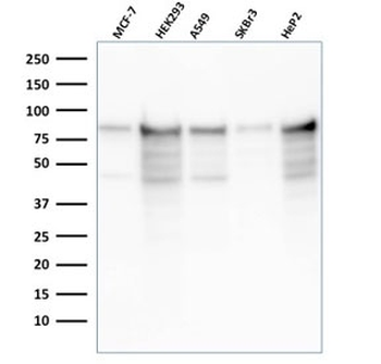 MCM7 Antibody