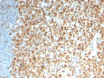 MCM7 Antibody