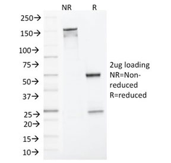 MLH1 Antibody