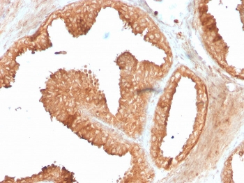 Ornithine Decarboxylase Antibody / ODC1