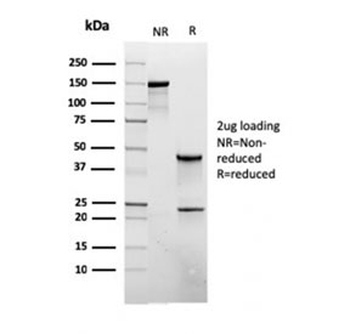 CD45RB Antibody (B-cell marker)