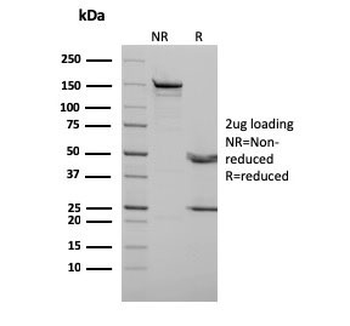 p73 Antibody