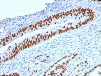 p53 Antibody / TP53