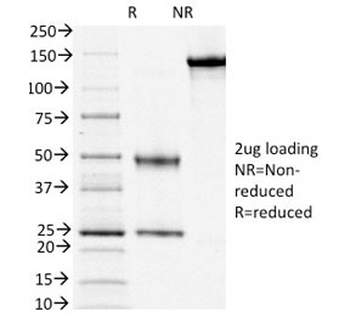 CD3 epsilon Antibody