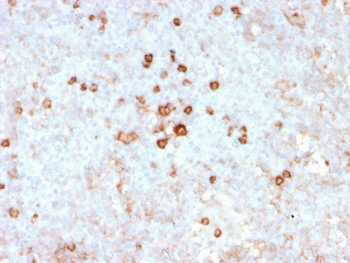 CD14 Antibody