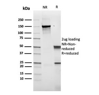 CD14 Antibody