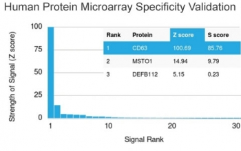CD63 Antibody / LAMP-3