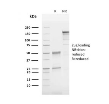 CD63 Antibody / LAMP-3
